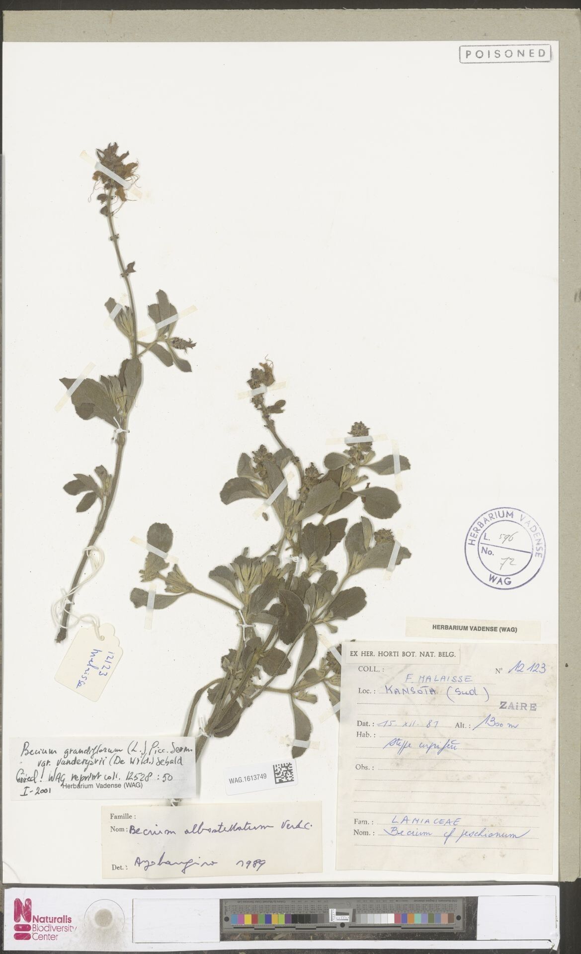 Ocimum urundense — search result for 'Ocimum'