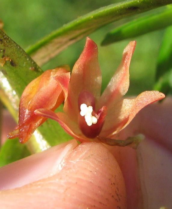 Camaridium dendrobioides — related species from the same genus