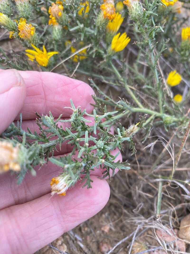 Xanthisma gracile leaf
