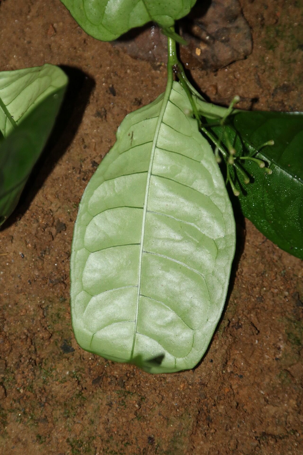 Psychotria bifaria — houseplant care guide