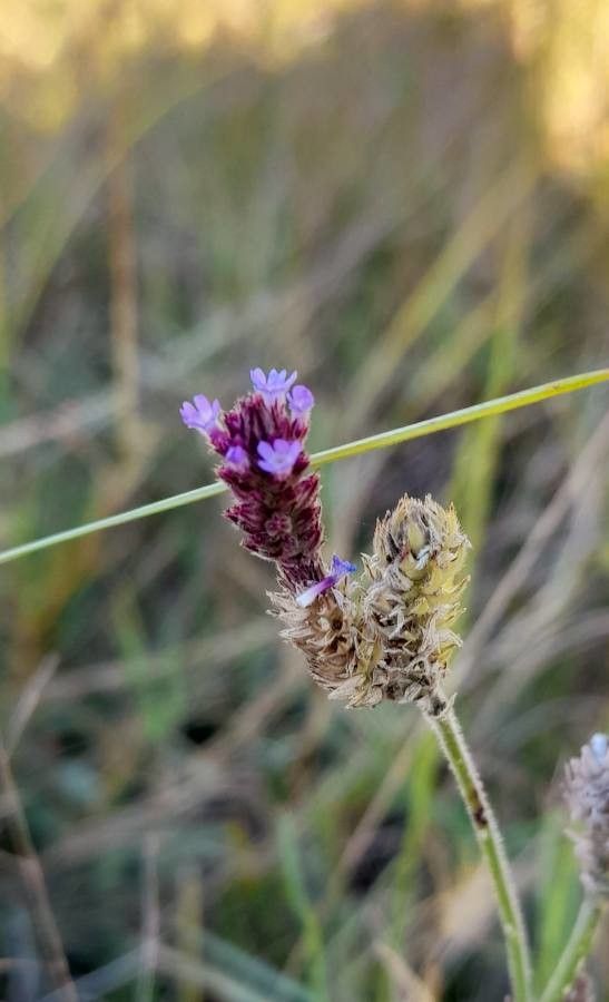 Verbena litoralis flower