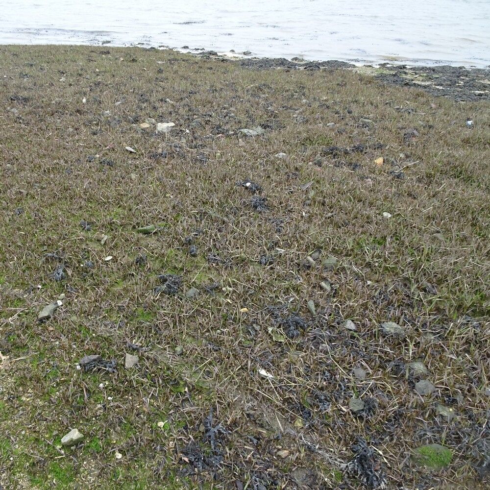 Sporobolus × townsendii other