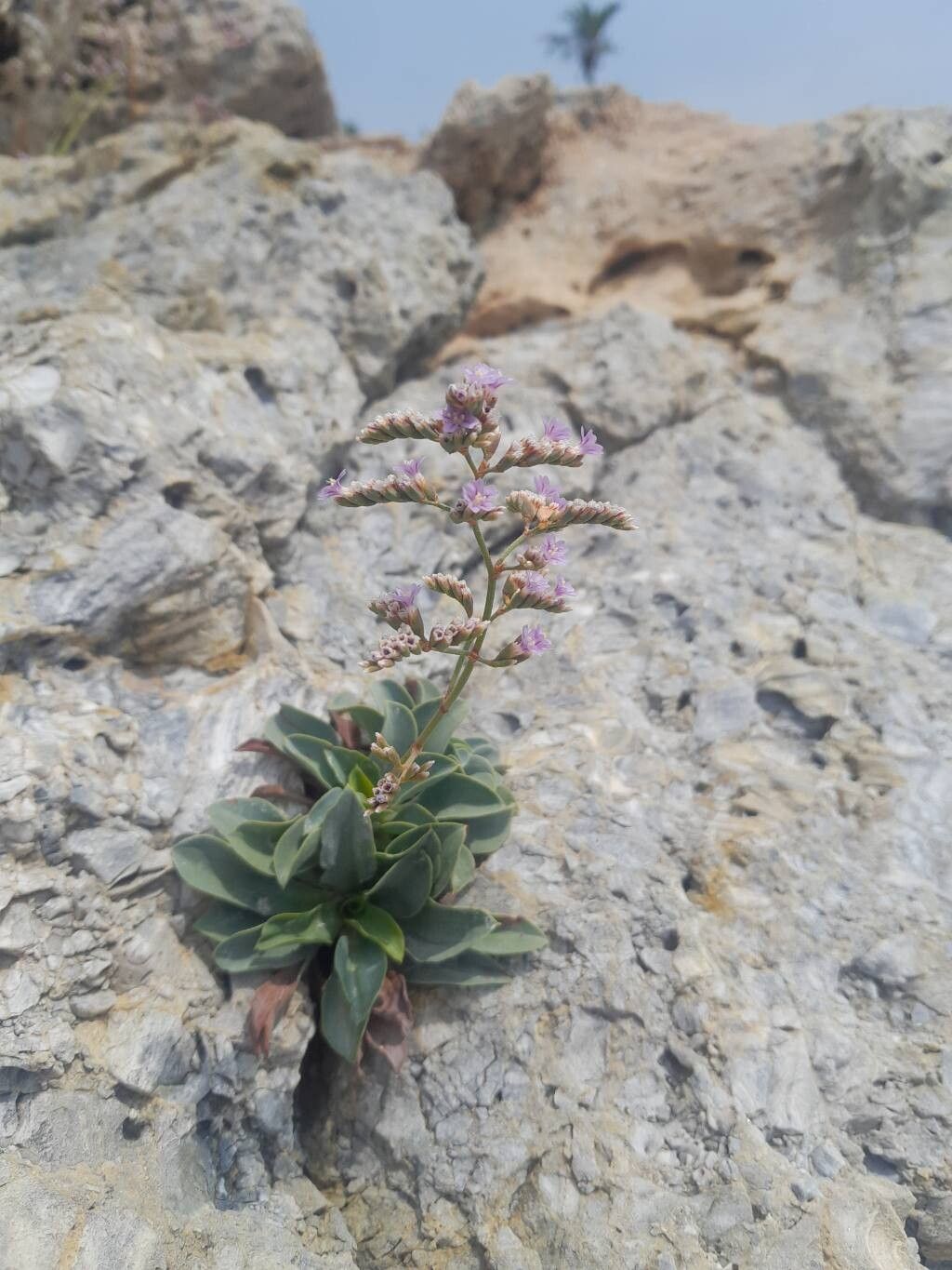 Limonium malacitanum habit