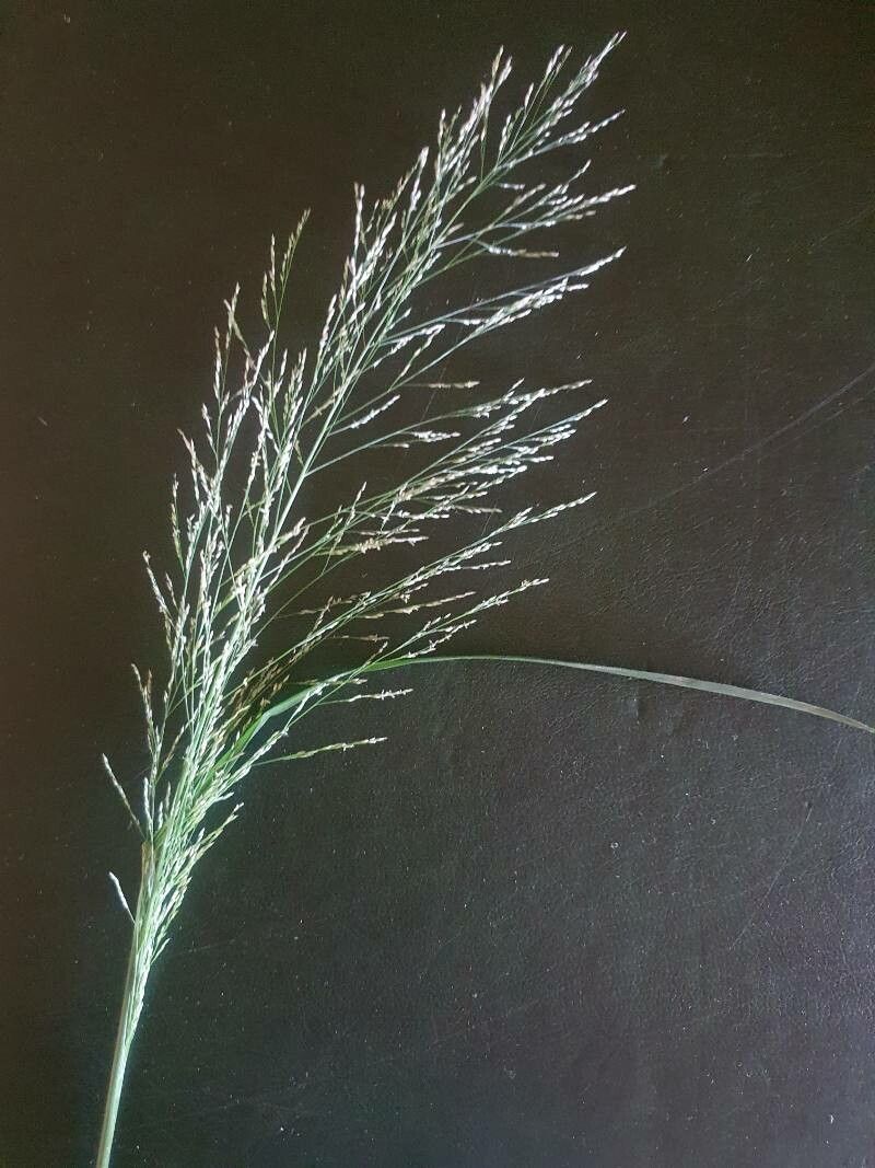 Sporobolus fimbriatus flower