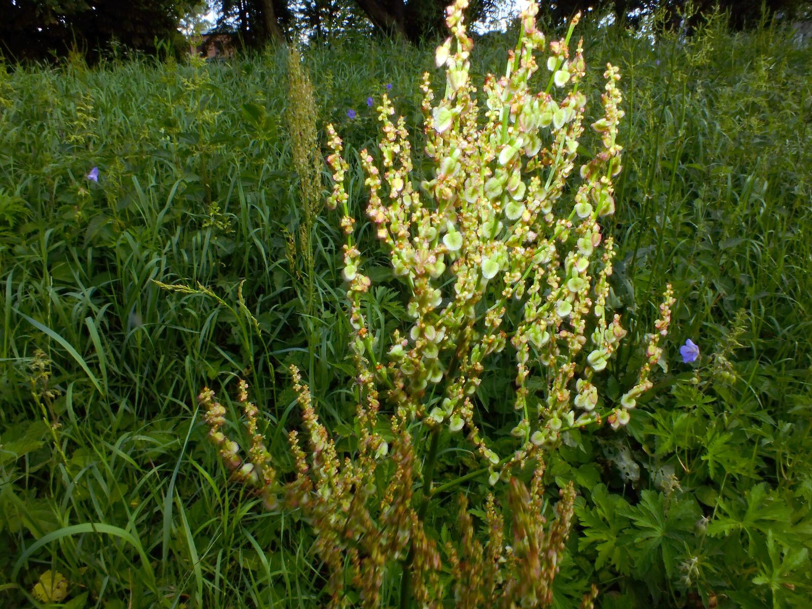 Rumex thyrsiflorus fruit