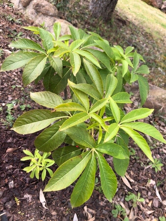 Chionanthus retusus — search result for 'Chionanthus'