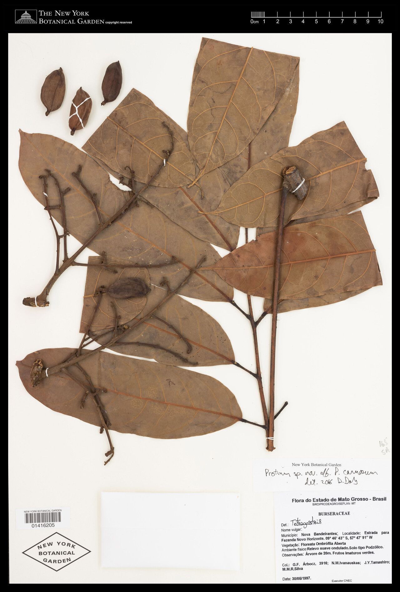 Protium carnosum leaf