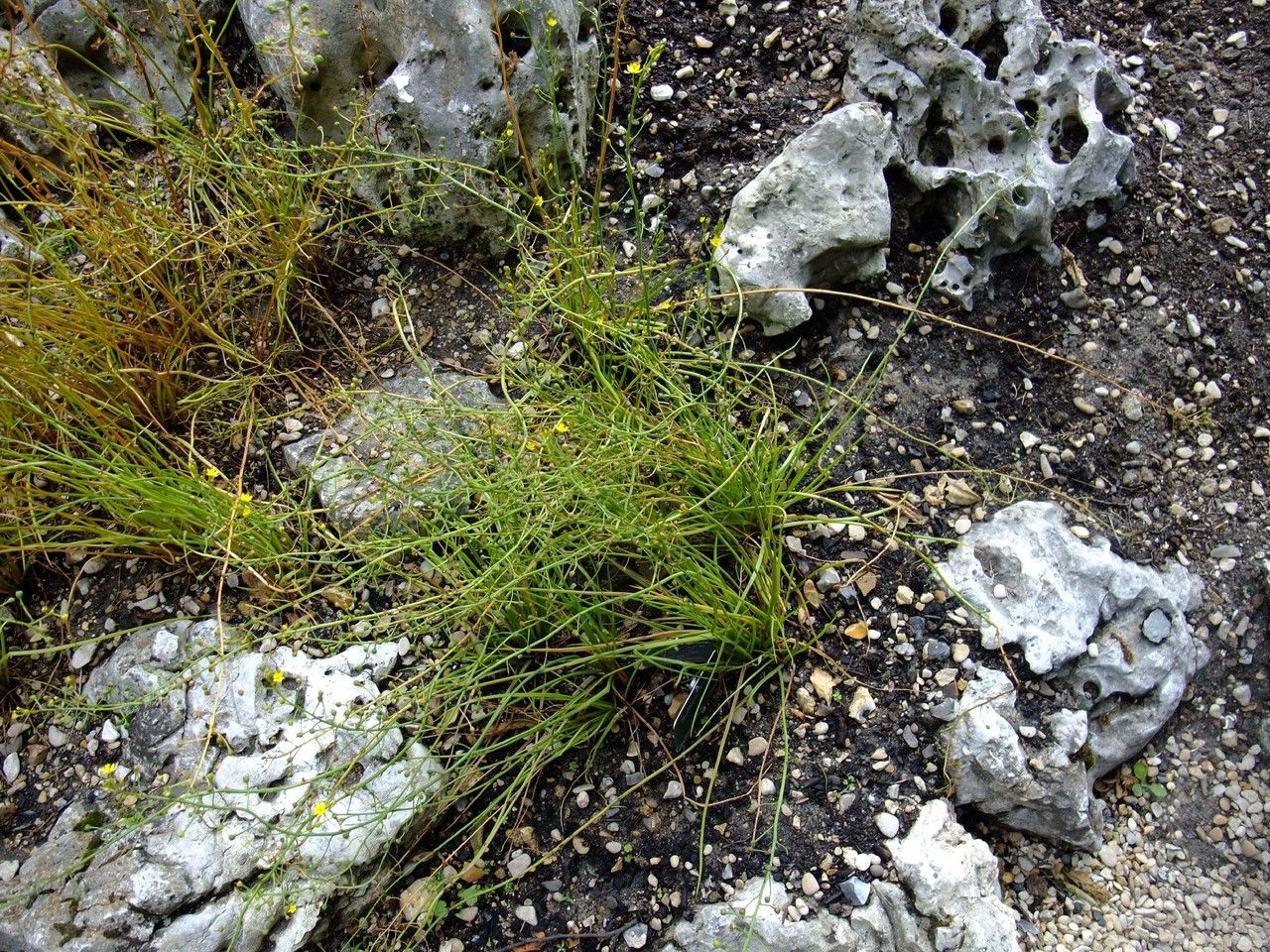 Bulbine annua habit