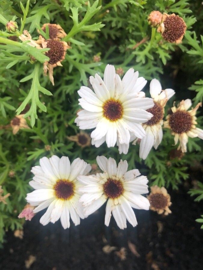 Rhodanthemum hosmariense flower