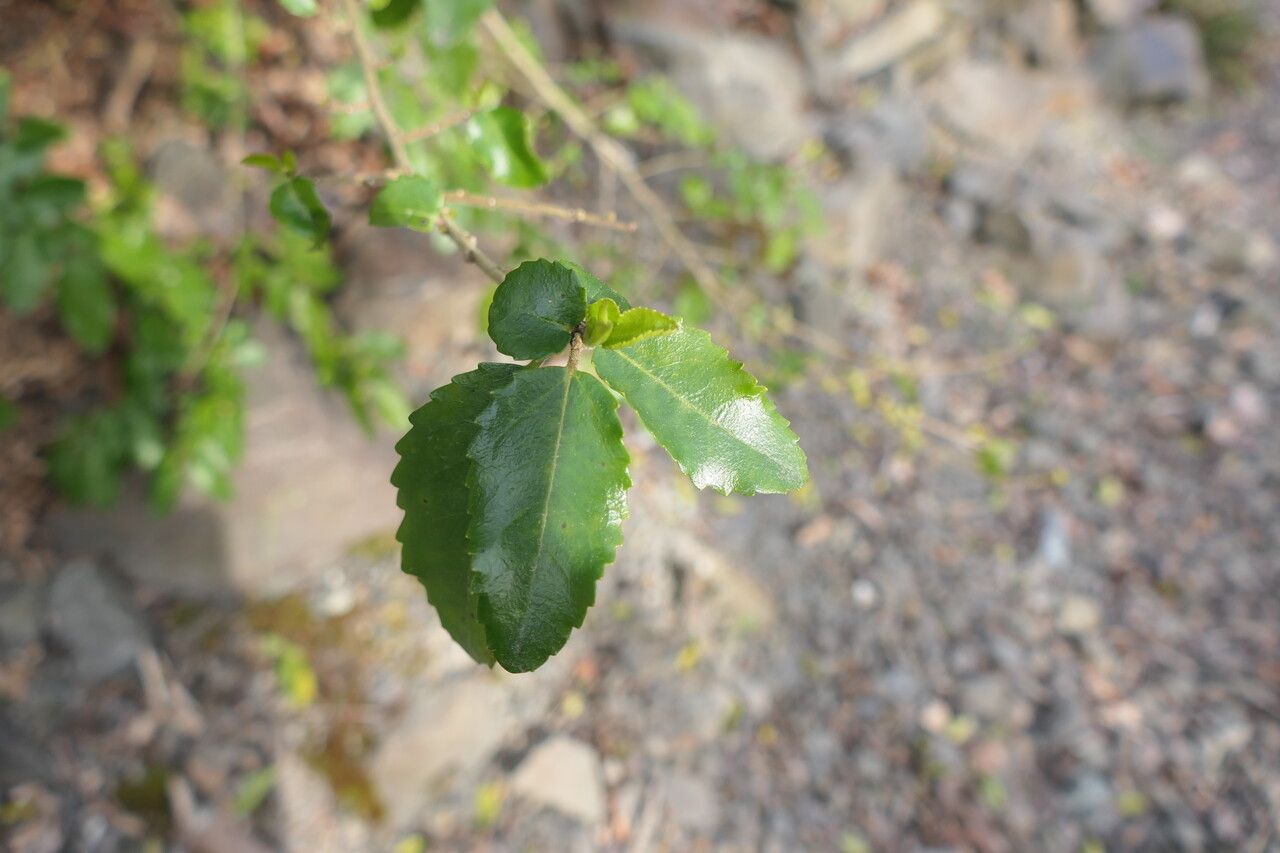 Azara dentata leaf