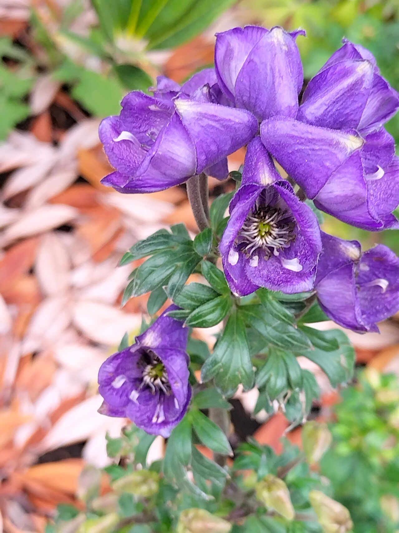 Aconitum japonicum flower