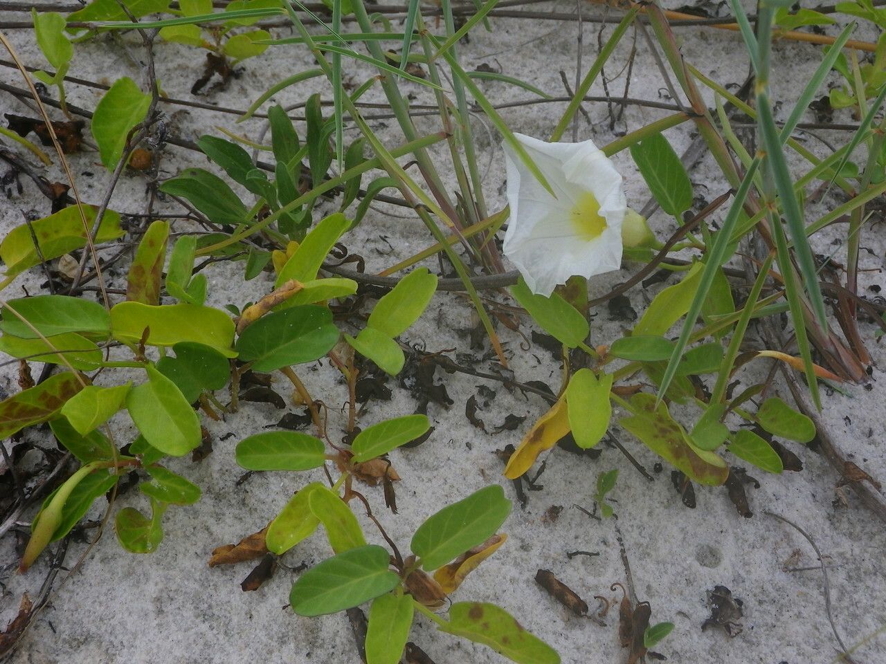 Ipomoea imperati habit