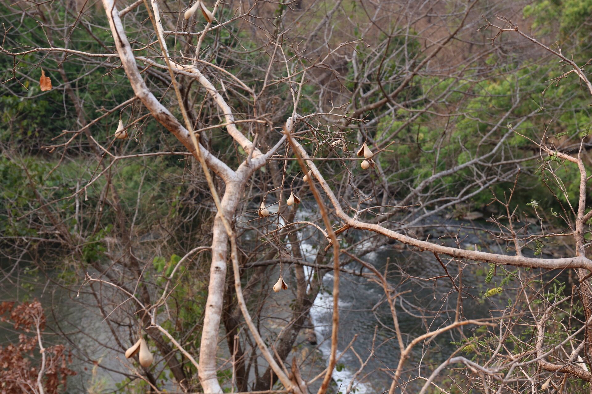Schrebera trichoclada habit