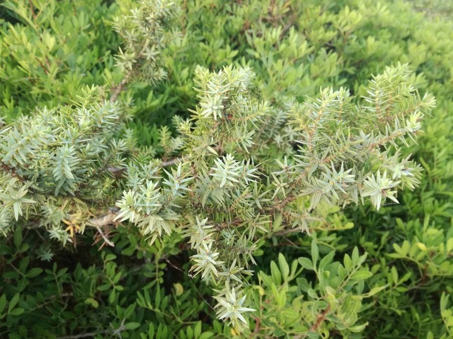 Juniperus macrocarpa leaf