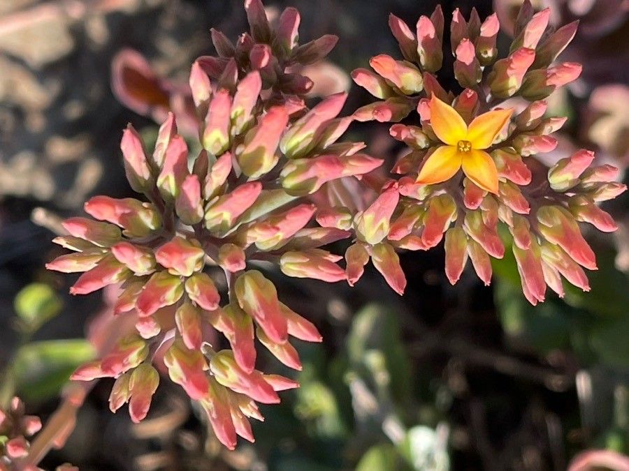 Kalanchoe rotundifolia flower