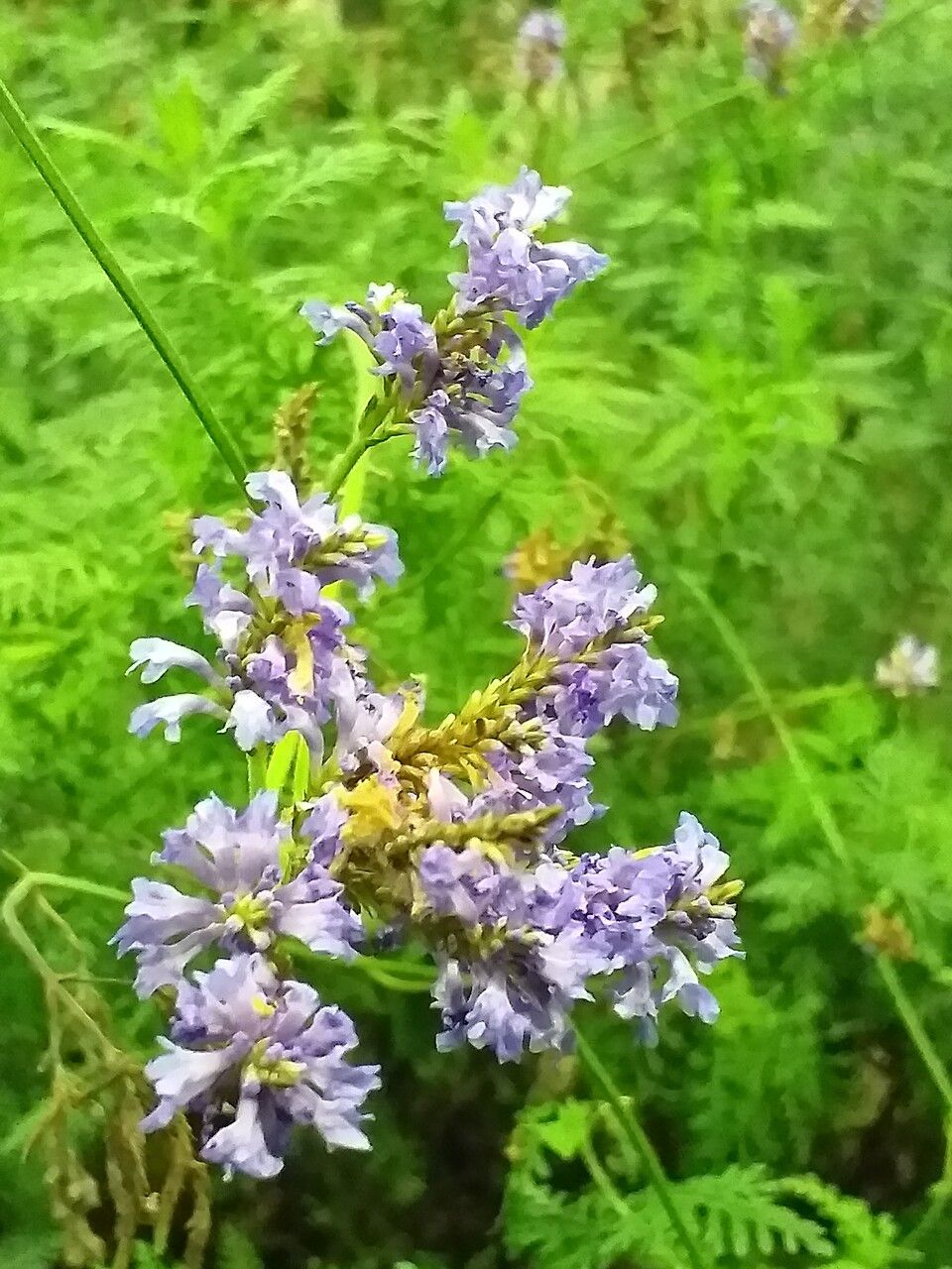 Lavandula canariensis flower