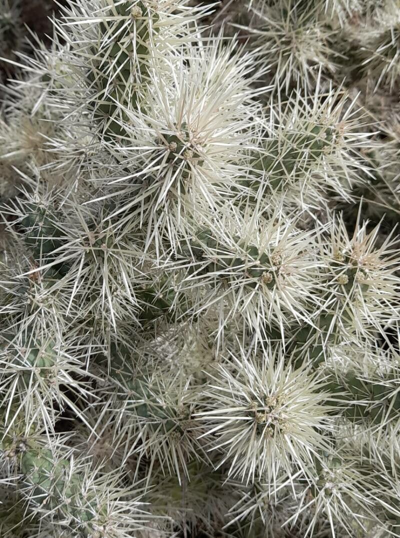 Cylindropuntia tunicata — houseplant care guide