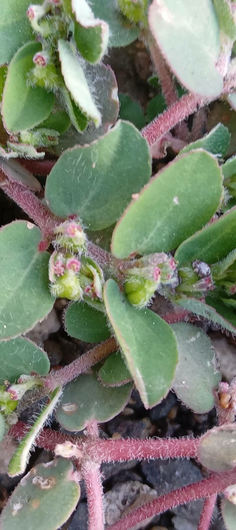 Chamaesyce prostrata fruit