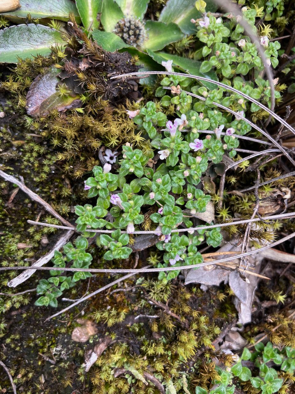 Clinopodium nubigenum habit