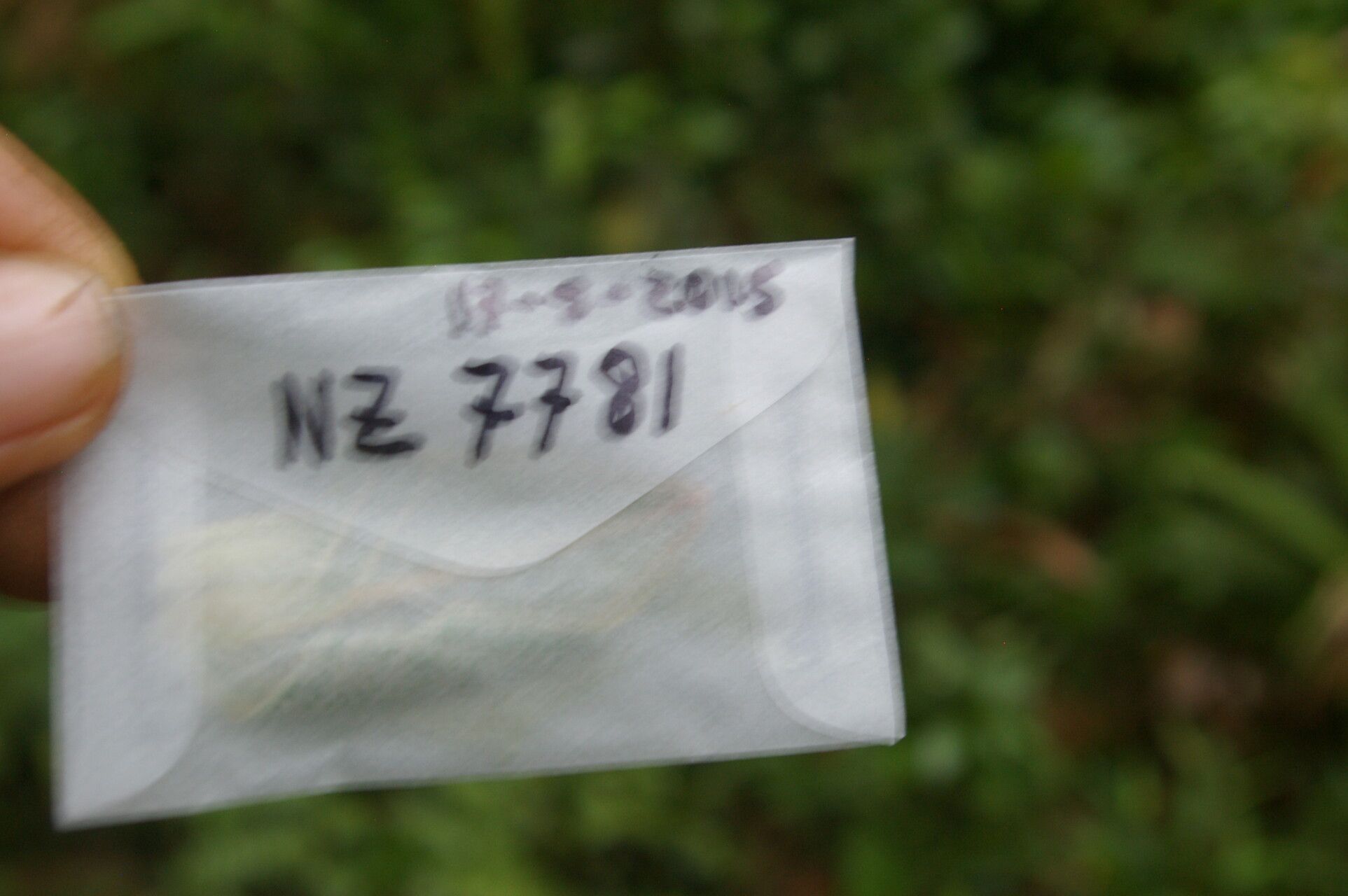 Meriania grandiflora flower