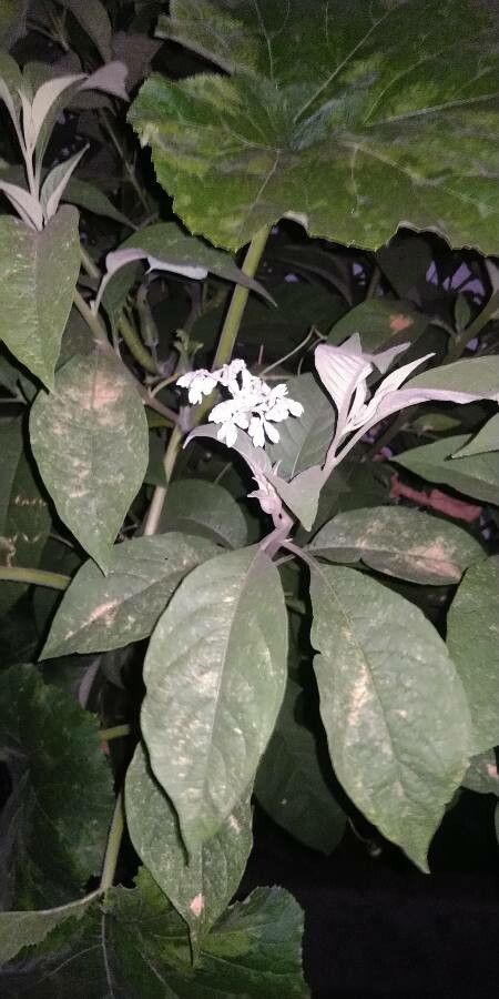 Solanum hazenii flower