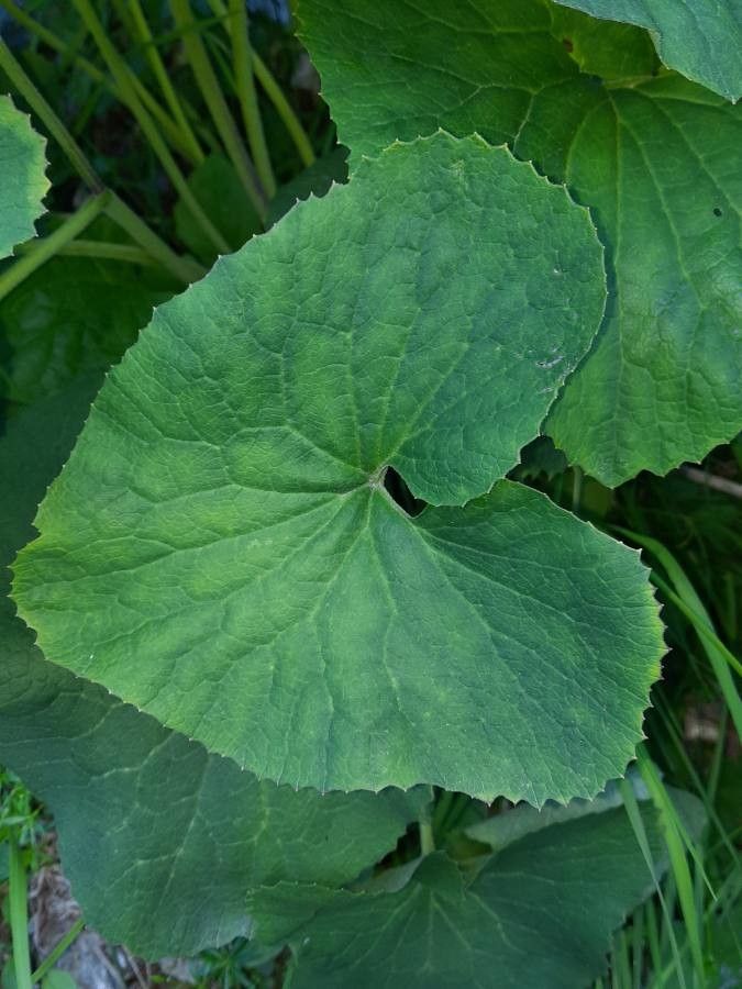 Adenostyles alpina leaf