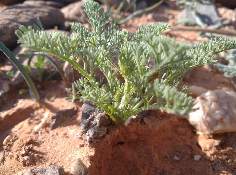 Ferula longipes leaf