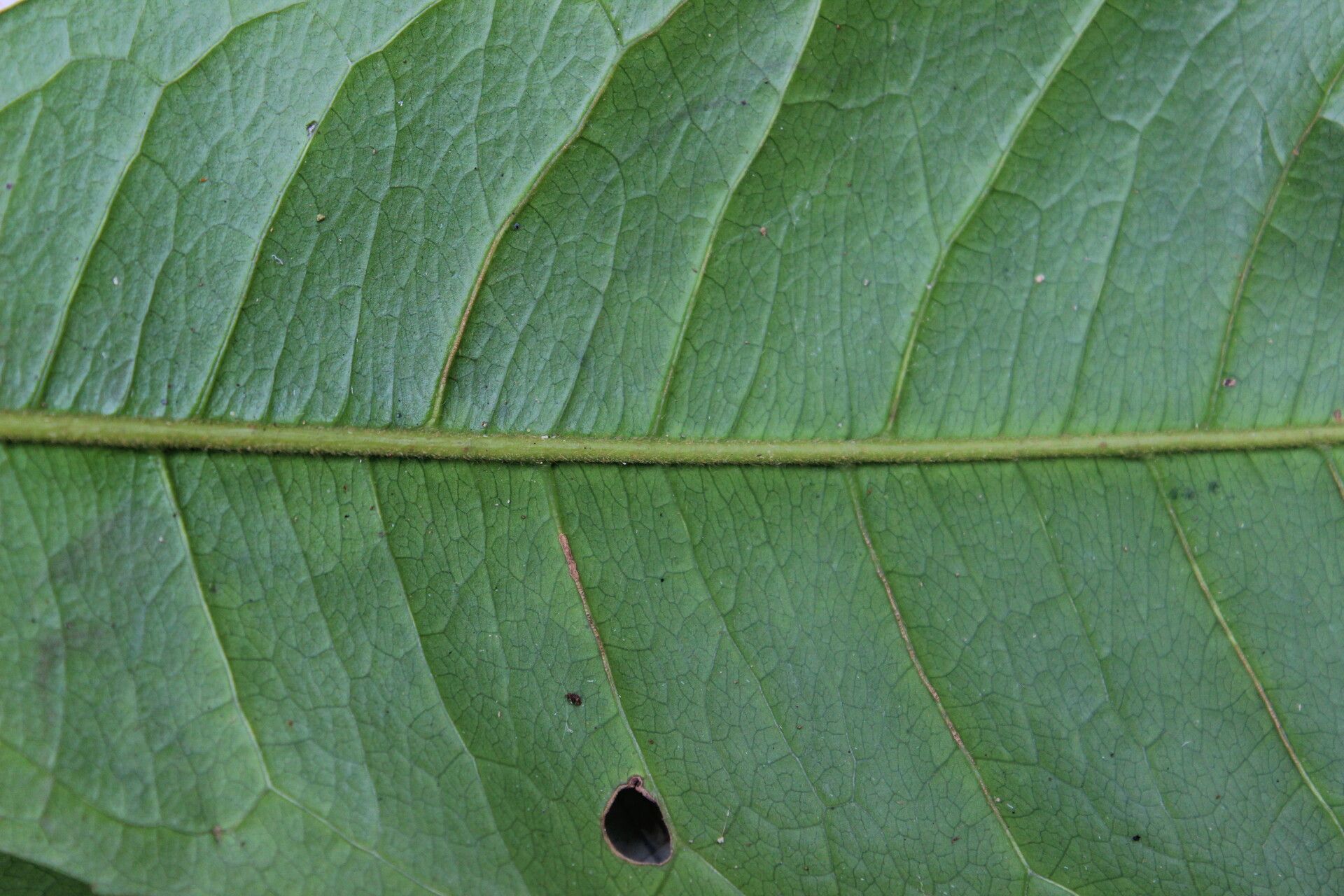 Bombax brevicuspe — related species from the same genus