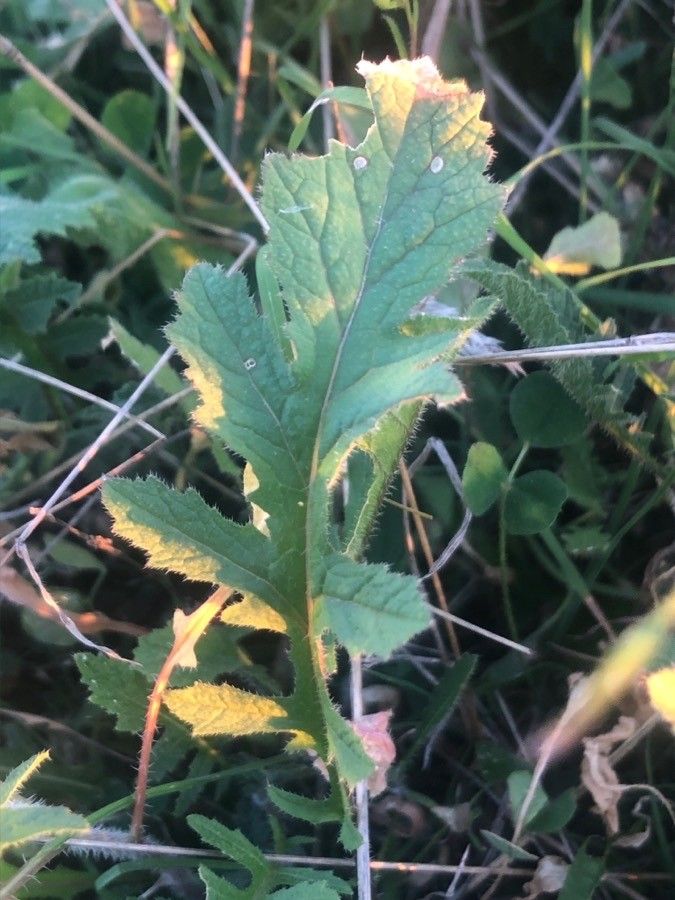 Diplotaxis virgata — search result for 'Diplotaxis'