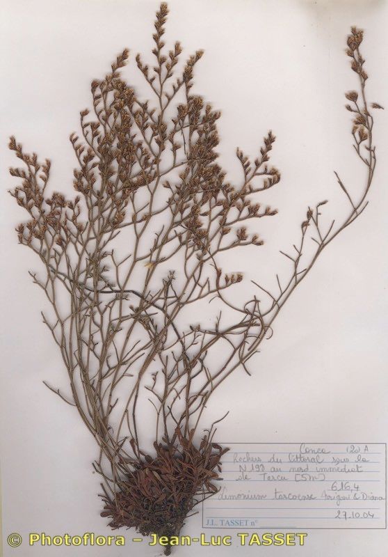 Limonium tarcoense habit