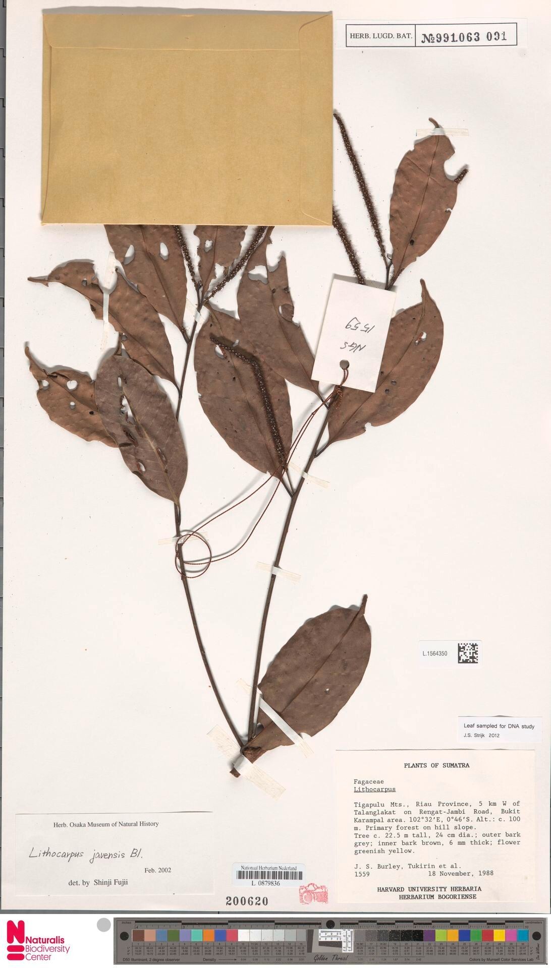 Lithocarpus javensis — houseplant care guide