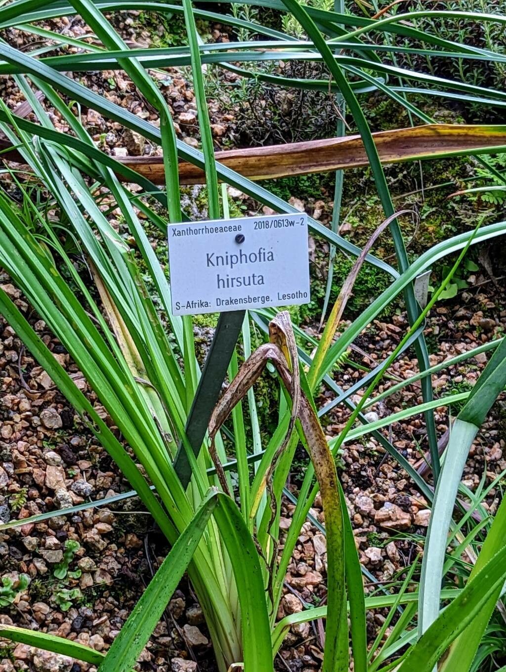 Kniphofia hirsuta other