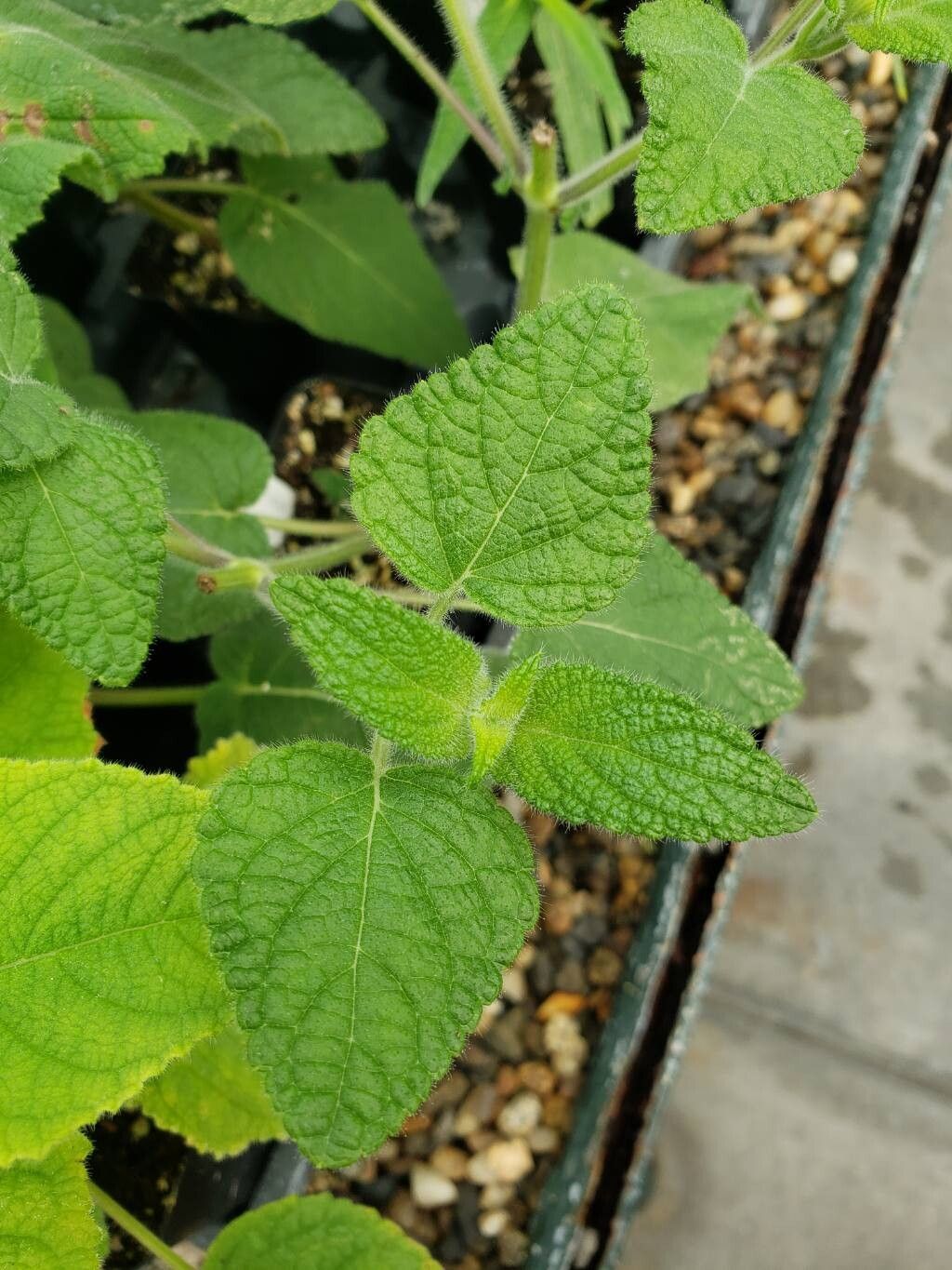 Salvia urica — houseplant care guide