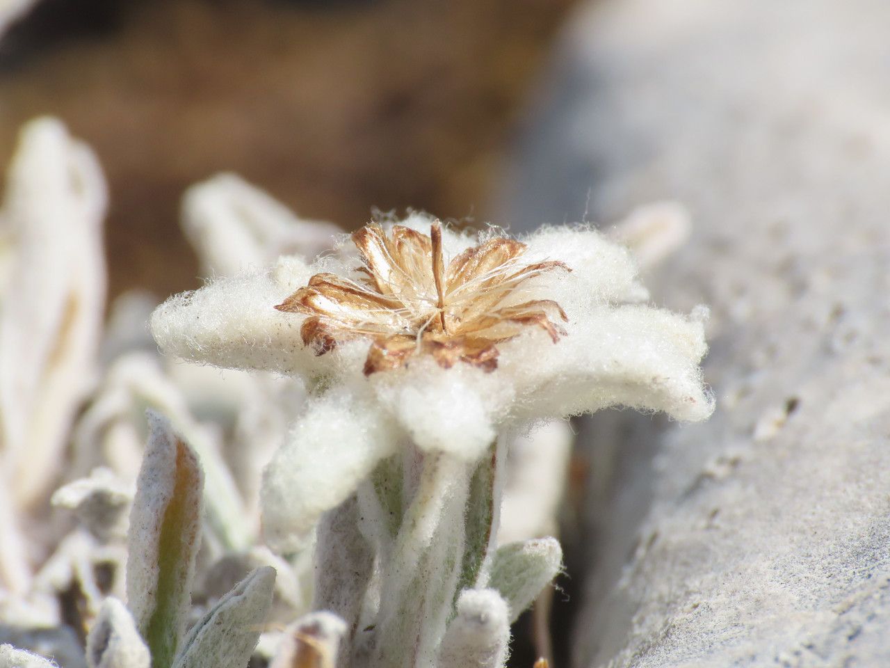 Leontopodium nivale fruit