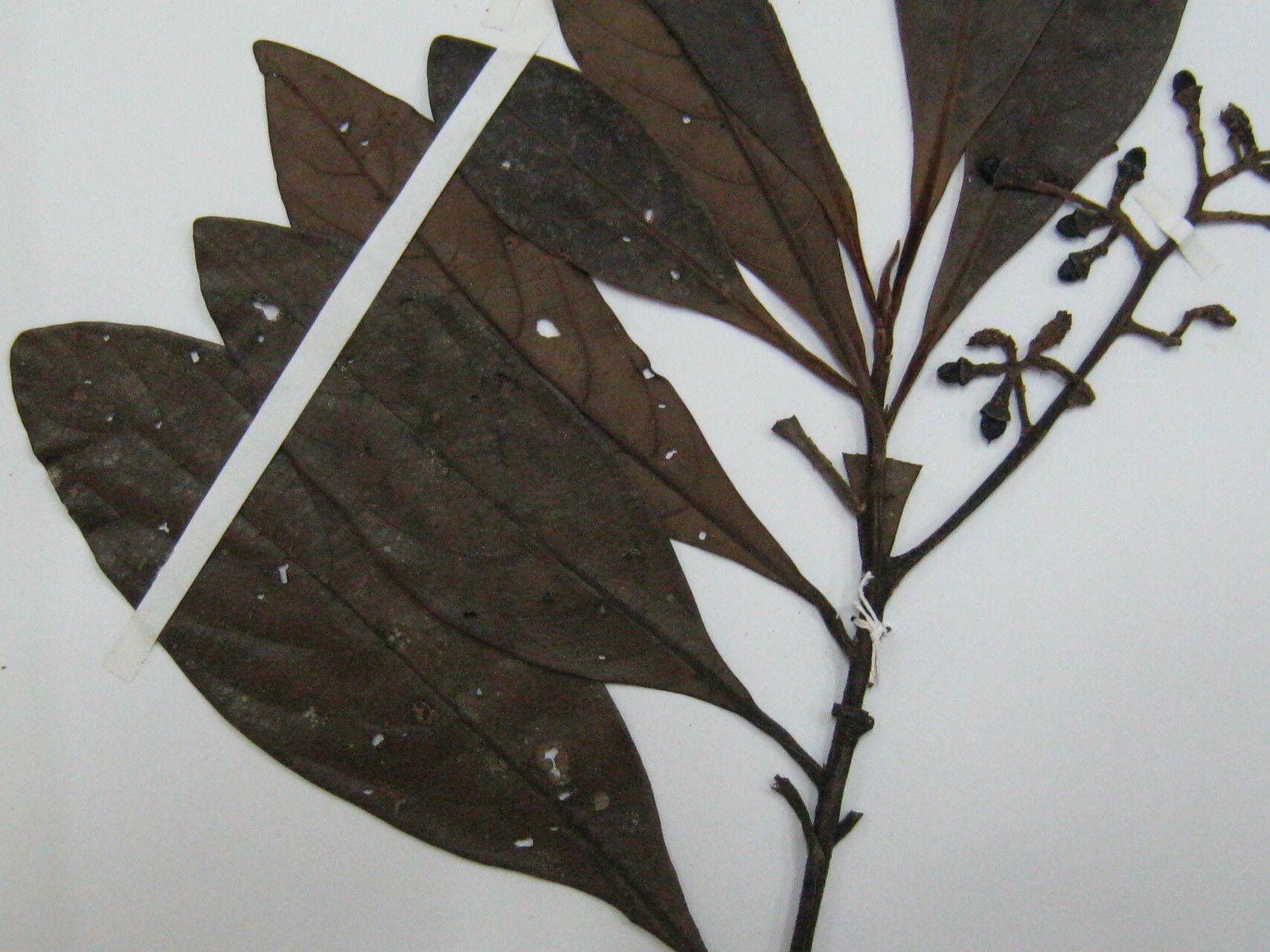 Ocotea fendleri other