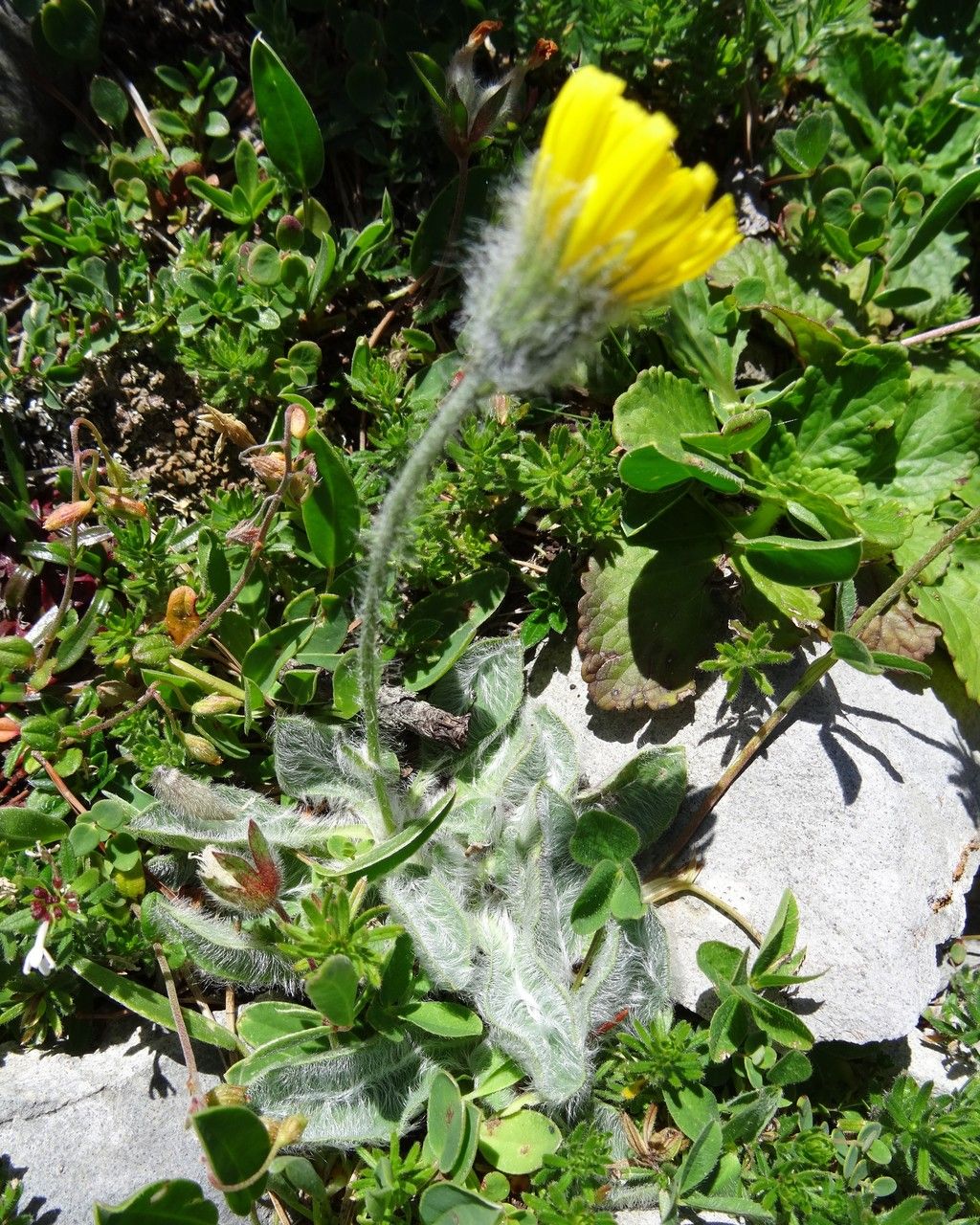 Pilosella breviscapa habit
