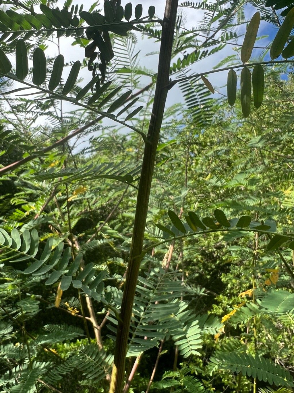 Sesbania sericea habit