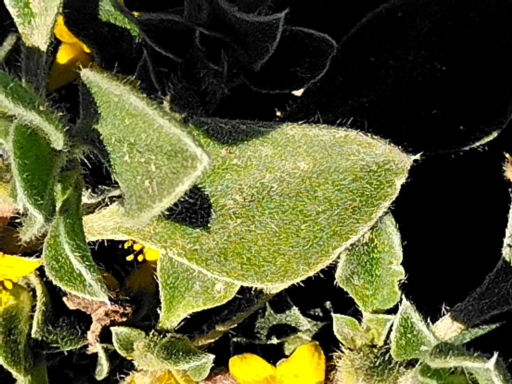 Aizoon rigidum — houseplant care guide