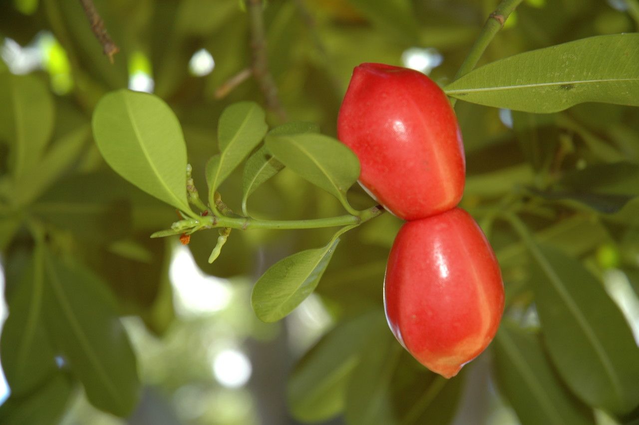 Ochrosia elliptica fruit