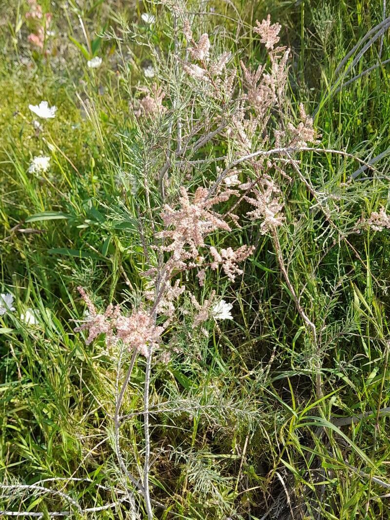 Tamarix florida habit