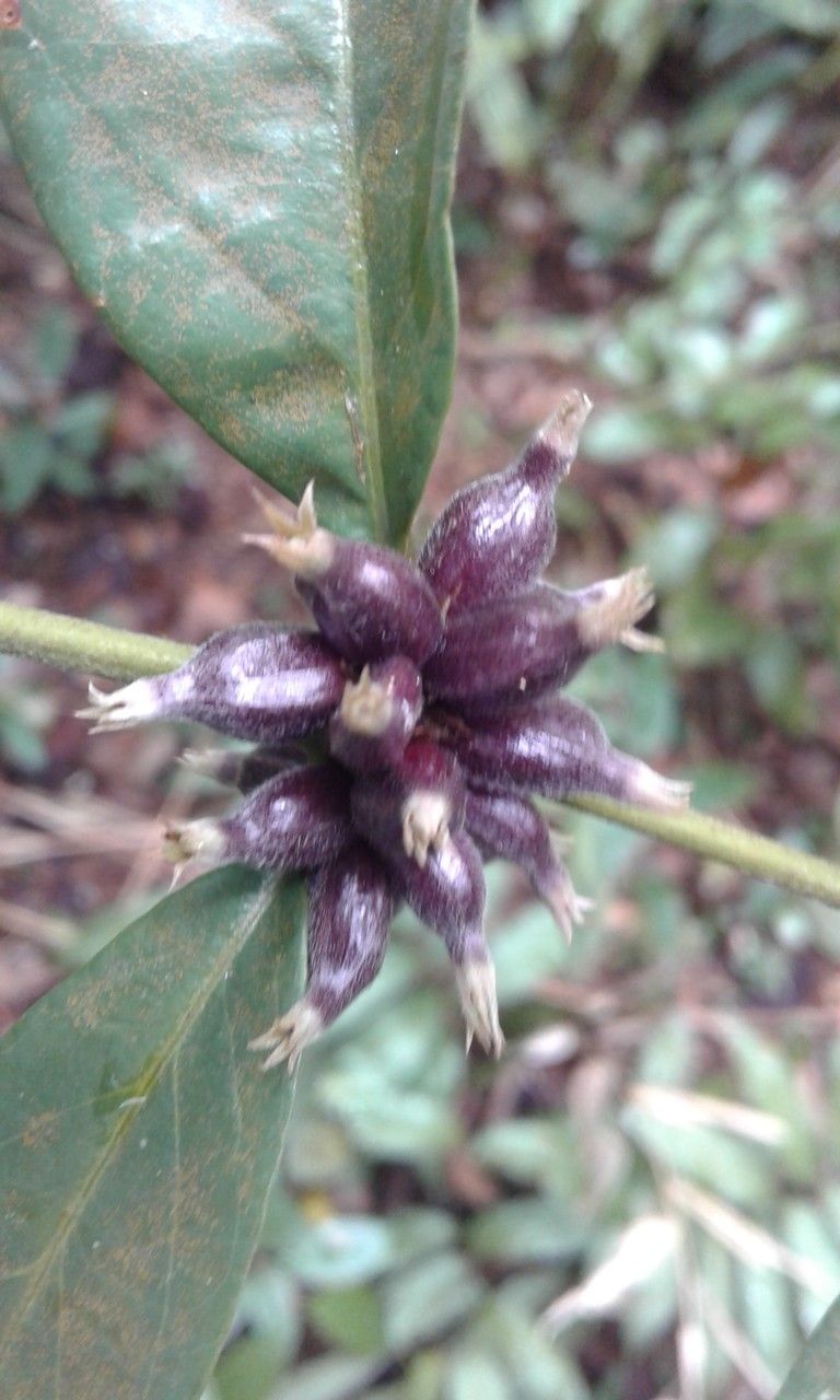 Coffea humblotiana fruit