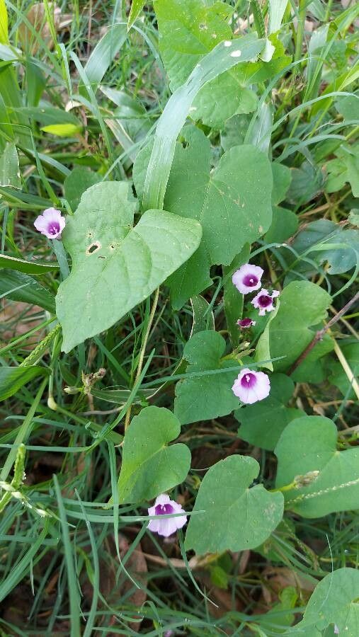 Ipomoea grandifolia leaf