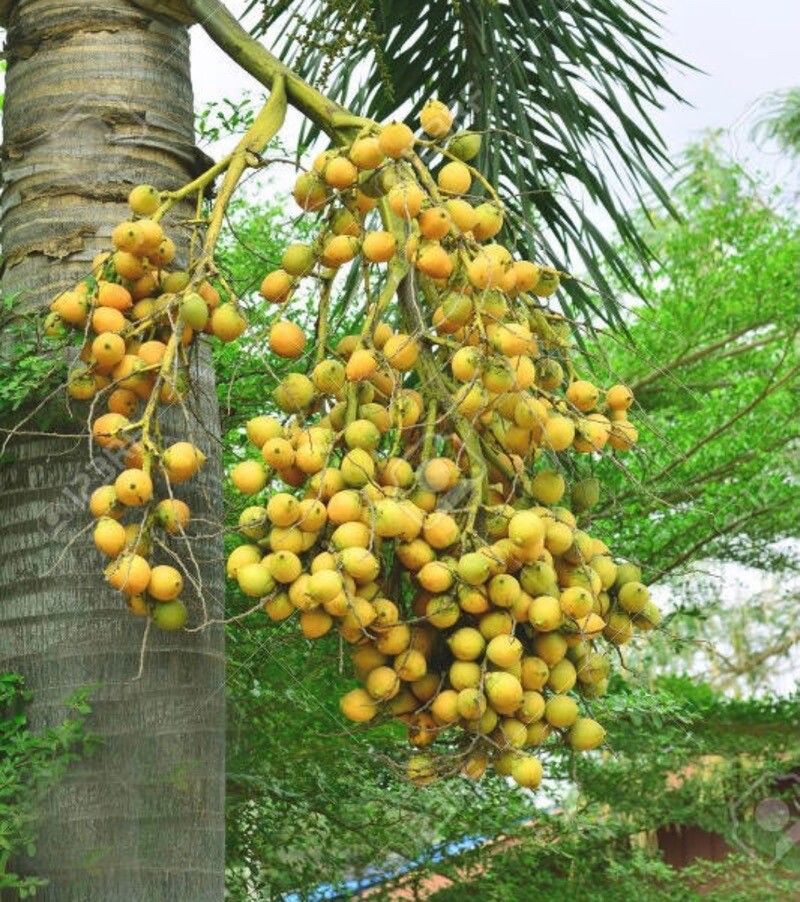Areca catechu fruit