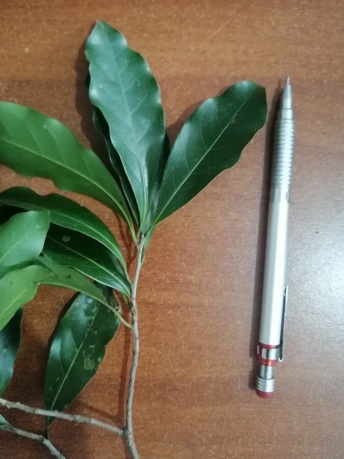 Ocotea veraguensis — search result for 'Ocotea'