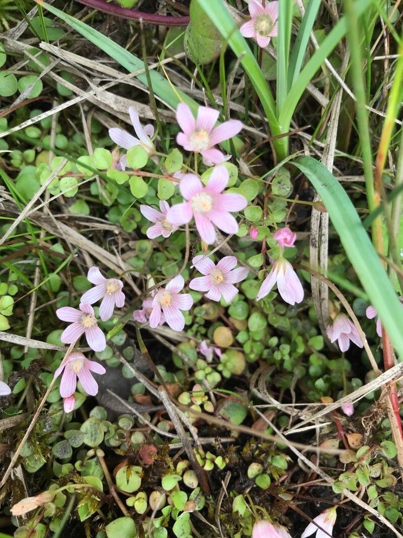 Lysimachia tenella flower
