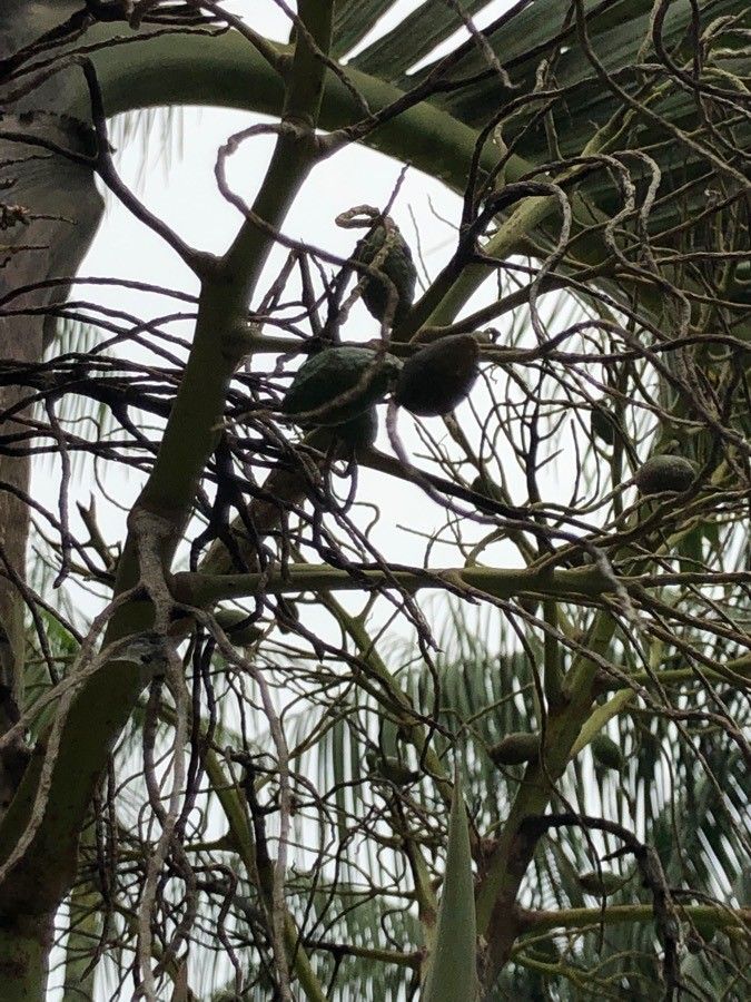 Hyophorbe lagenicaulis fruit