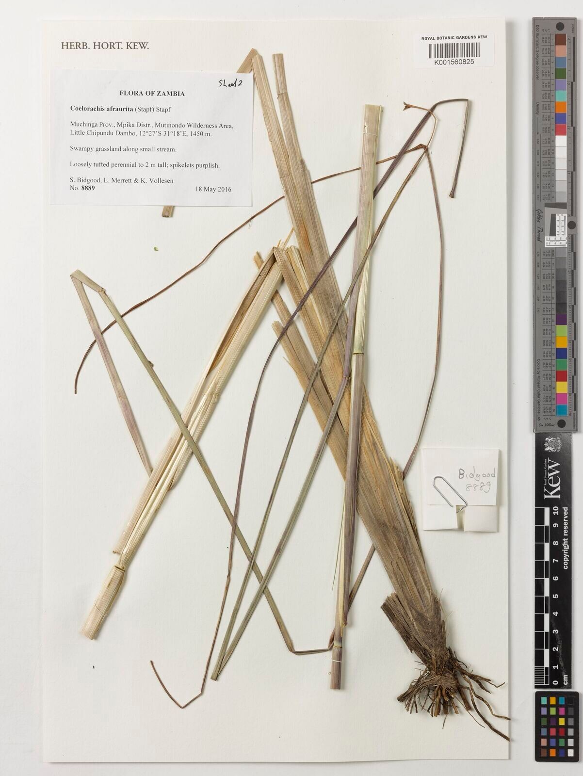 Rottboellia afraurita — related species from the same genus