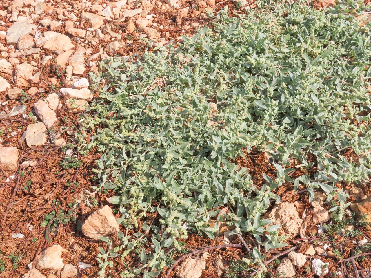 Atriplex tornabenei habit