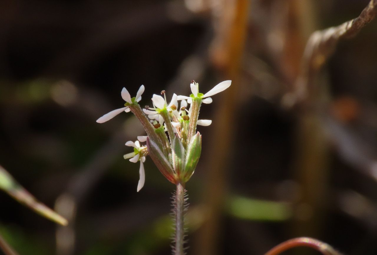 Scandix australis flower