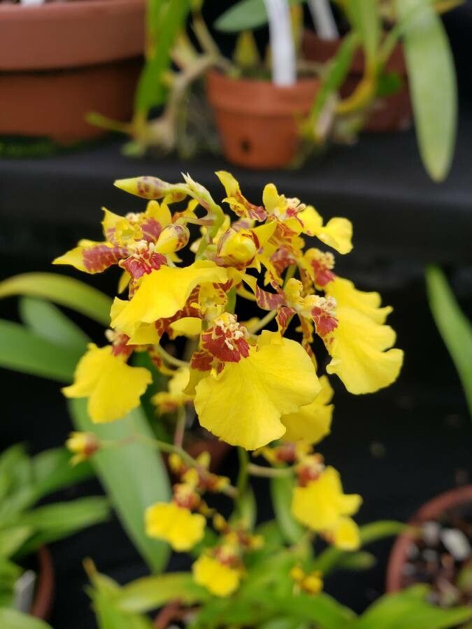 Oncidium ornithorhynchum flower